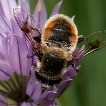 Eristalis (Eoseristalis) anthophorina (Fallén, 1817):28