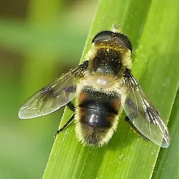 Eristalis (Eoseristalis) anthophorina (Fallén, 1817):28