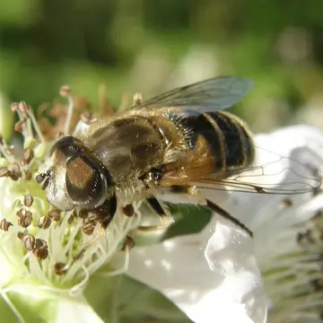 Eristalis (Eoseristalis) arbustorum (Linnaeus, 1758):591