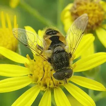 Eristalis (Eoseristalis) arbustorum (Linnaeus, 1758):591