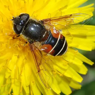 Eristalis (Eoseristalis) bellardii (Jaennicke, 1867):400