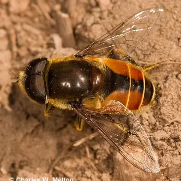 Eristalis (Eoseristalis) bellardii (Jaennicke, 1867):400