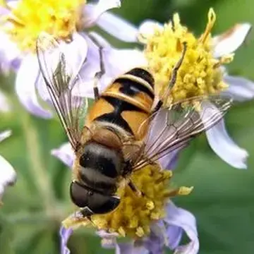 Eristalis (Eoseristalis) cerealis (Fabricius, 1805):232