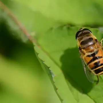 Eristalis (Eoseristalis) cerealis (Fabricius, 1805):232