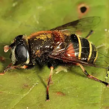 Eristalis (Eoseristalis) cryptarum (Fabricius, 1794):285