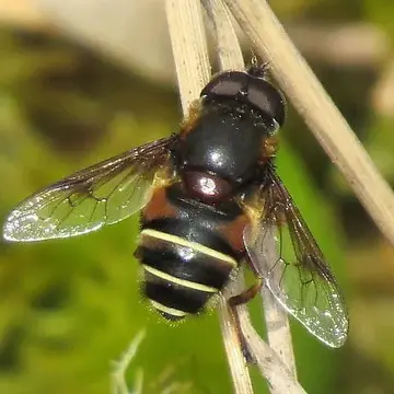 Eristalis (Eoseristalis) cryptarum (Fabricius, 1794):285