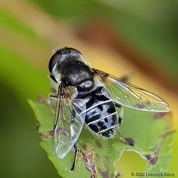 Eristalis (Eoseristalis) dimidiata (Wiedemann, 1830):180