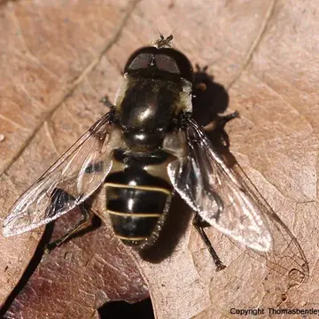 Eristalis (Eoseristalis) dimidiata (Wiedemann, 1830):180