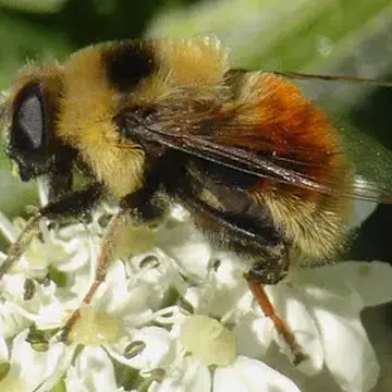 Eristalis (Eoseristalis) flavipes (Walker, 1849):633