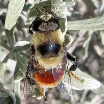 Eristalis (Eoseristalis) flavipes (Walker, 1849):633