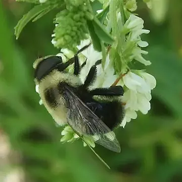 Eristalis (Eoseristalis) flavipes (Walker, 1849):633