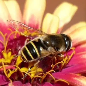Eristalis (Eoseristalis) hirta (Loew, 1866):170