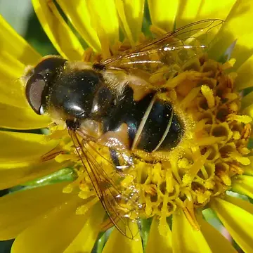 Eristalis (Eoseristalis) hirta (Loew, 1866):170