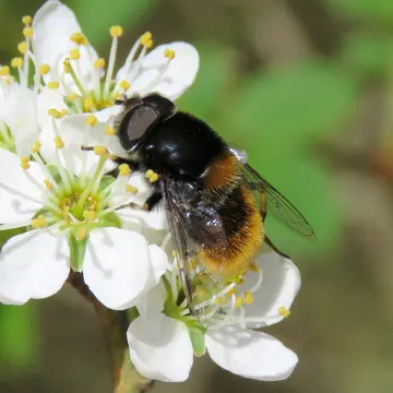 Eristalis (Eoseristalis) intricaria (Linnaeus, 1758):592