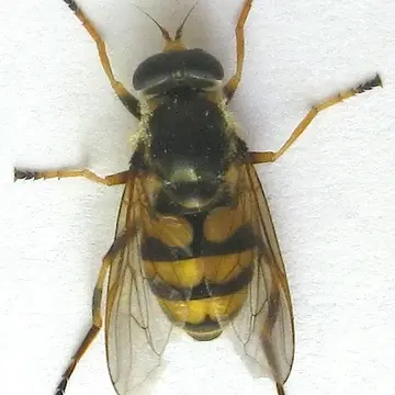 Blera scitula (Williston, 1882):331