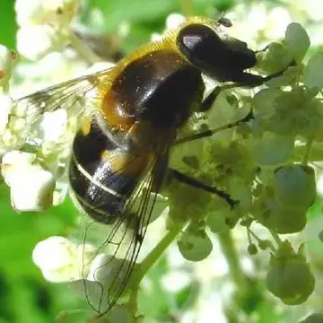 Eristalis (Eoseristalis) jugorum (Egger, 1858):713