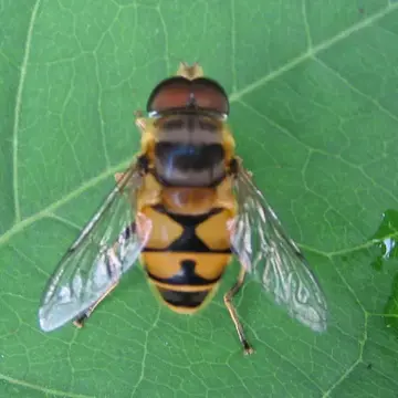 Eristalis (Eoseristalis) kyokoae Kimura, 1986:124