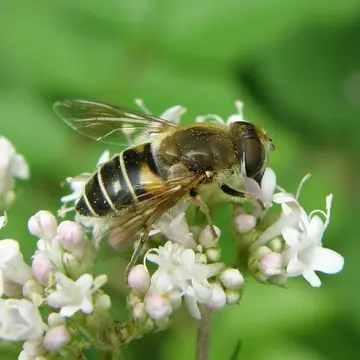 Eristalis (Eoseristalis) interrupta (Poda, 1761):118