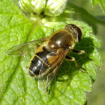 Eristalis (Eoseristalis) interrupta (Poda, 1761):118
