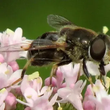 Eristalis (Eoseristalis) obscura (Loew, 1866):171