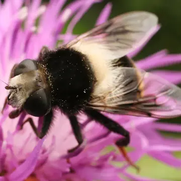 Eristalis (Eoseristalis) oestracea (Linnaeus, 1758):592