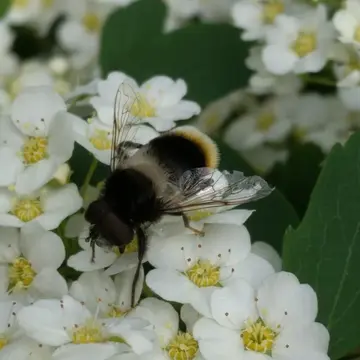 Eristalis (Eoseristalis) oestracea (Linnaeus, 1758):592