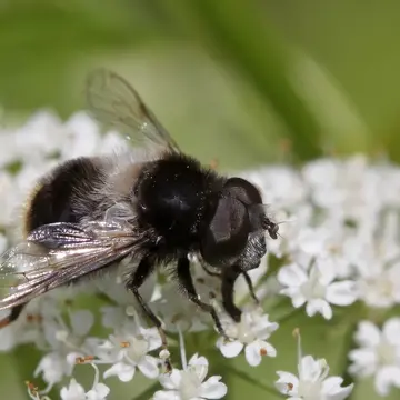 Eristalis (Eoseristalis) oestracea (Linnaeus, 1758):592