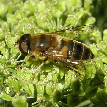 Eristalis (Eoseristalis) pertinax (Scopoli, 1763):352