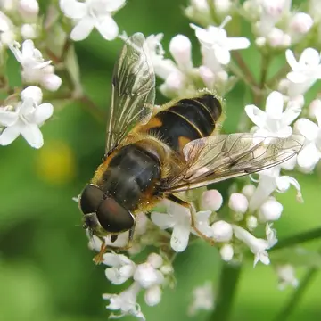 Eristalis (Eoseristalis) pertinax (Scopoli, 1763):352
