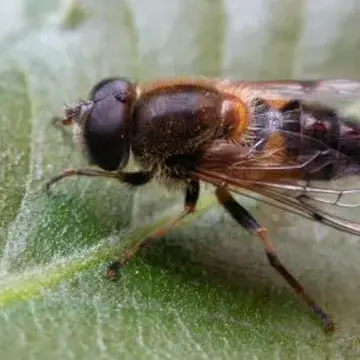 Eristalis picea Fallén, 1817:24