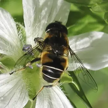 Eristalis (Eoseristalis) rupium (Fabricius, 1805):241