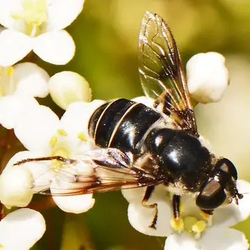Eristalis (Eoseristalis) saxorum (Wiedemann, 1830):158