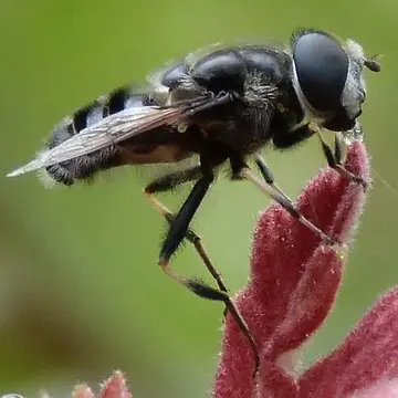 Eristalis (Eoseristalis) saxorum (Wiedemann, 1830):158