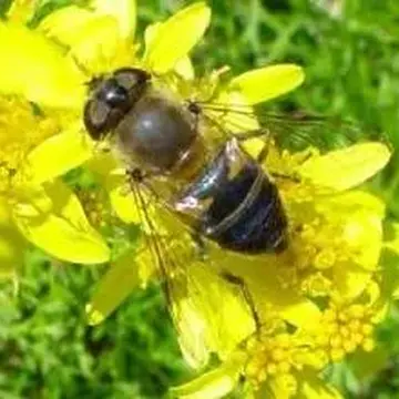 Eristalis (Eoseristalis) similis Fallén, 1817:25