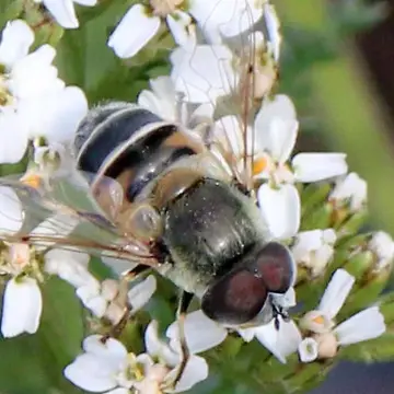 Eristalis (Eoseristalis) stipator (Osten Sacken, 1877):336