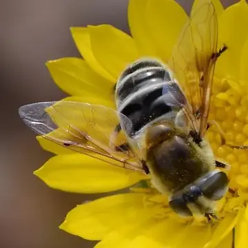 Eristalis (Eoseristalis) stipator (Osten Sacken, 1877):336