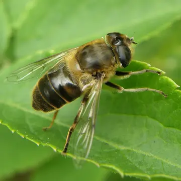 Eristalis tenax (Linnaeus, 1758):591