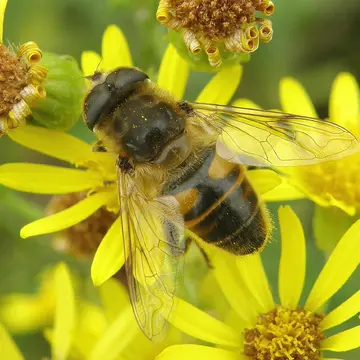 Eristalis tenax (Linnaeus, 1758):591