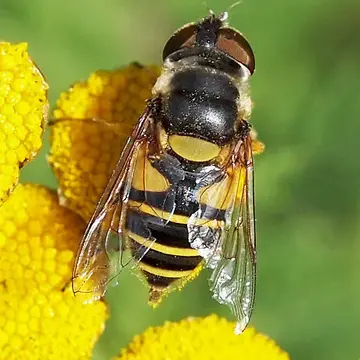 Eristalis (Eoseristalis) transversa (Wiedemann, 1830):188