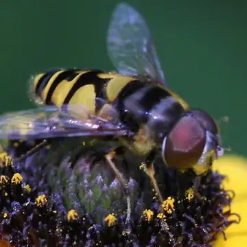 Eristalis (Eoseristalis) transversa (Wiedemann, 1830):188