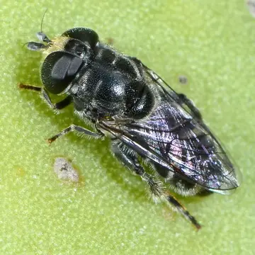 Eumerus obliquus (Fabricius, 1805):194