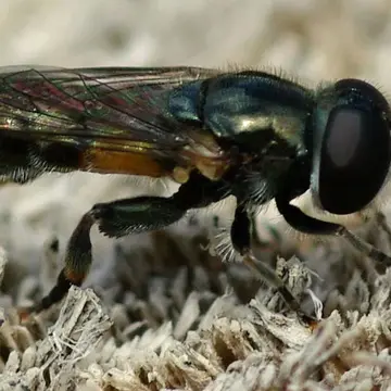 Eumerus etnensis Goot, 1964:417