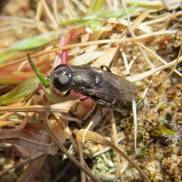 Eumerus sabulonum (Fallén, 1817):61