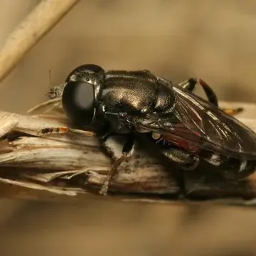 Eumerus sabulonum (Fallén, 1817):61