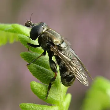 Eumerus strigatus (Fallén, 1817):61