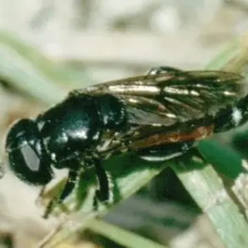 Eumerus tricolor (Fabricius, 1798):563