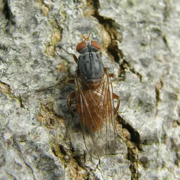 Brachyopa bicolor (Fallén, 1817):33