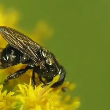 Eumerus funeralis Meigen, 1822:208