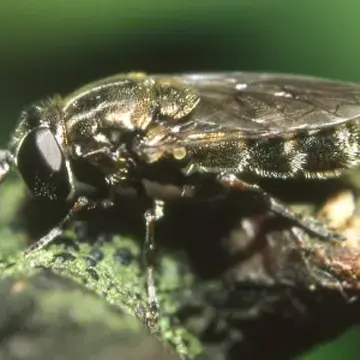 Eumerus funeralis Meigen, 1822:208