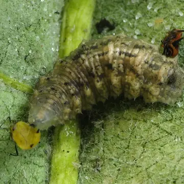 Eupeodes (Metasyrphus) americanus (Wiedemann, 1830):129